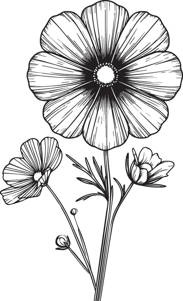 Black and white cosmos doodle and tatto, outline coloring book page for adults and children hand-drawn flowers, isolated on white background ink Illustration design color book vector