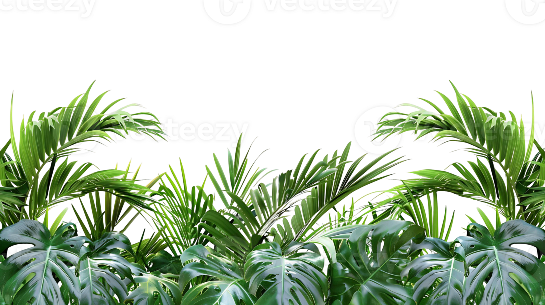 Palm Tree Leaves Border Isolated on Clear Background png