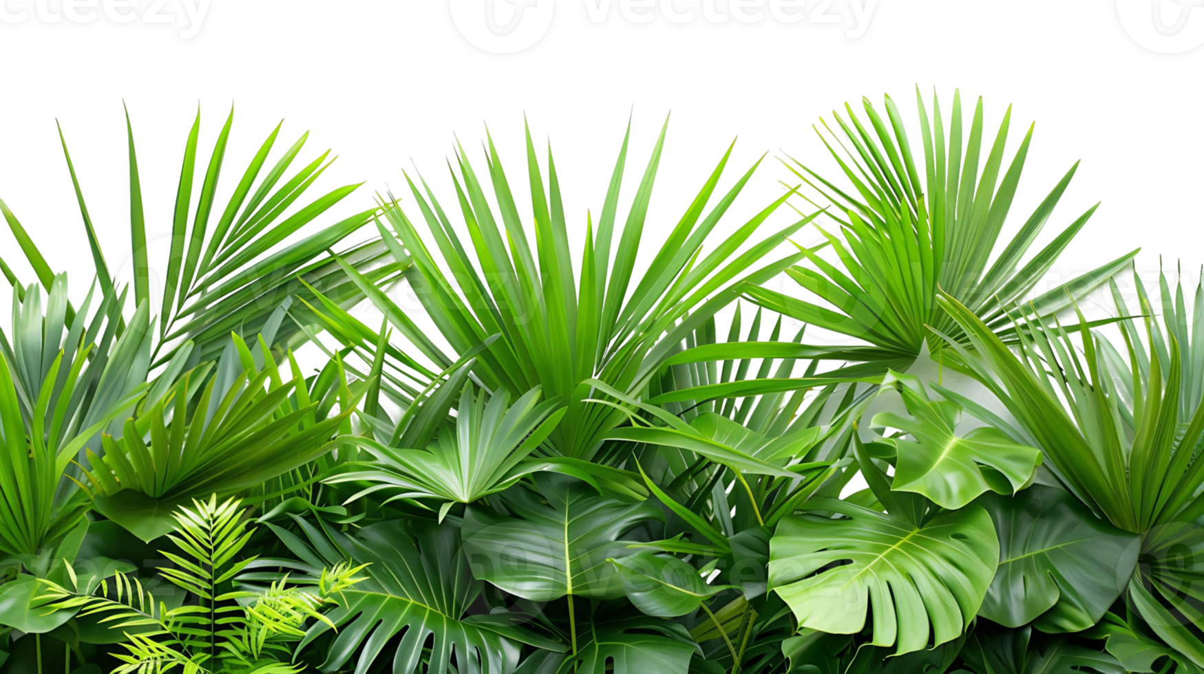 Transparent Background Green Palm Tree Leaves Border png