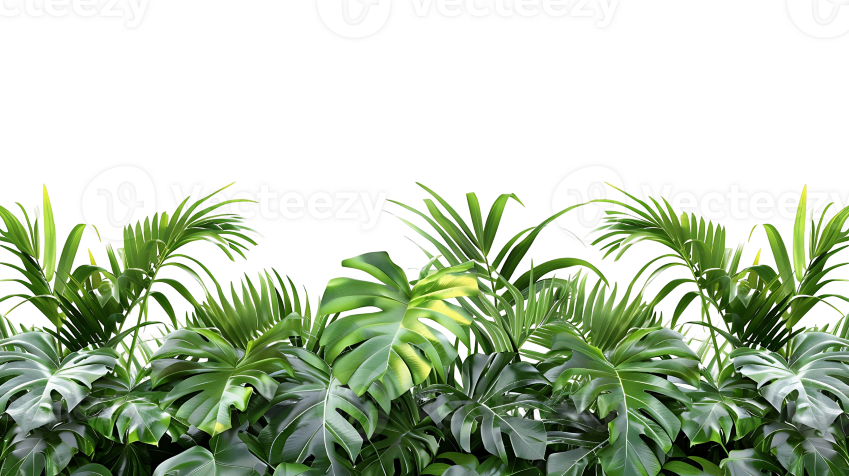 Isolated Palm Tree Leaves Border on Transparent Background png