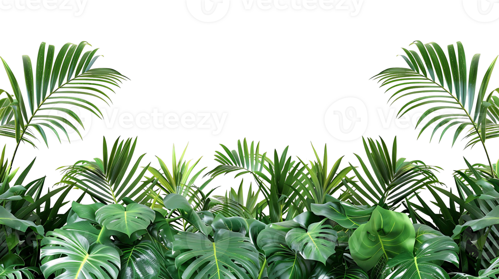 Palm Tree Leaves Border Isolated on Transparent Background png
