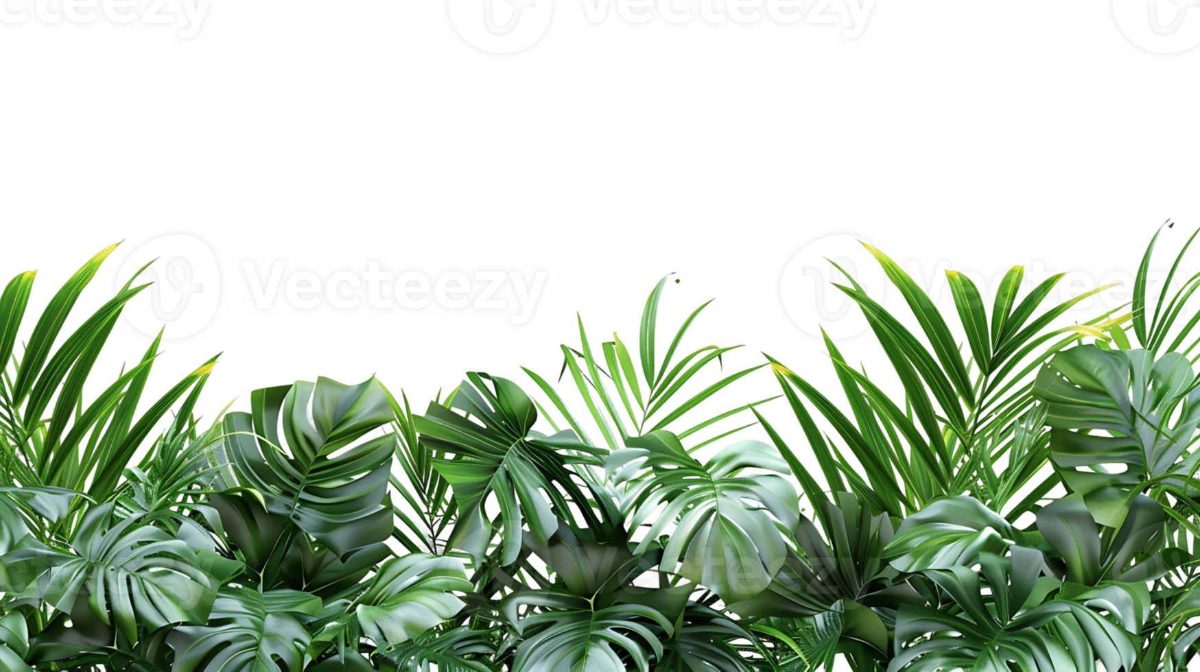 Transparent Background Tropical Palm Tree Leaves Border png
