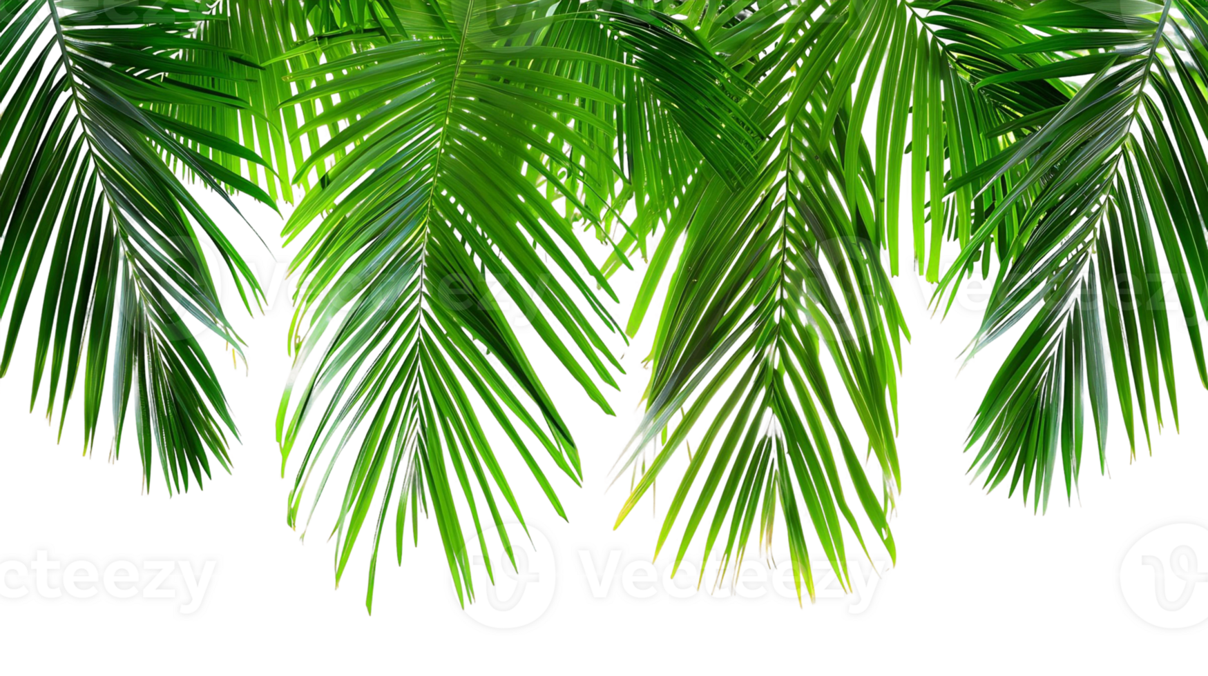 Isolated Tropical Palm Tree Leaves Border Transparent Background png