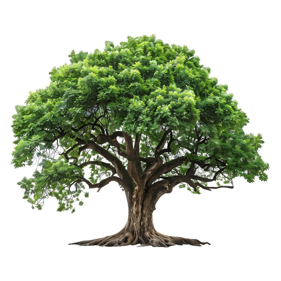 Transparent Background Isolated Green Old Big Tree png
