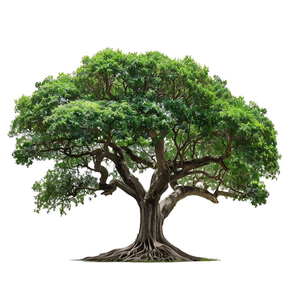 Green Big Tree Isolated on Clear Background png