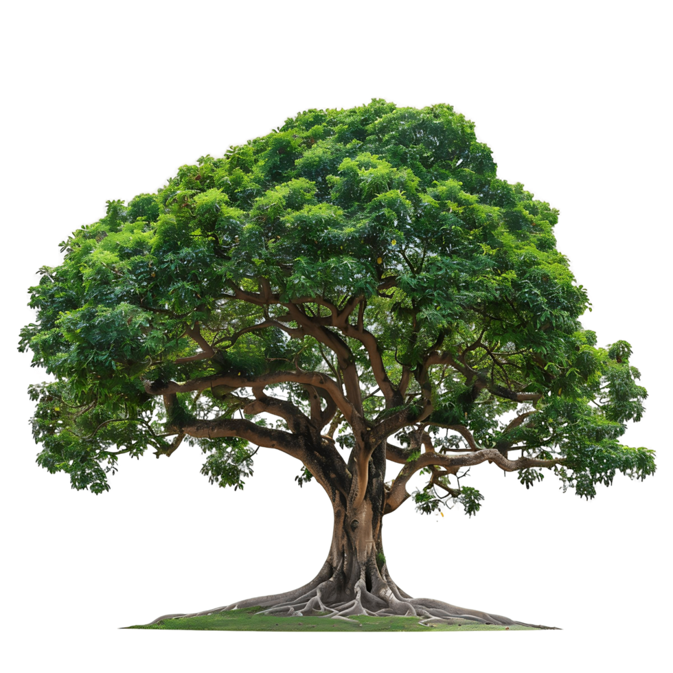 Isolated Big Green Tree on Transparent Background png