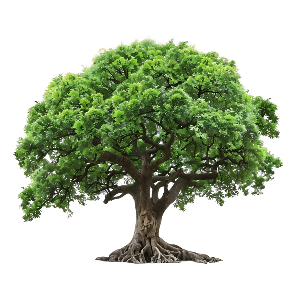 Old Big Tree with Transparent Background png