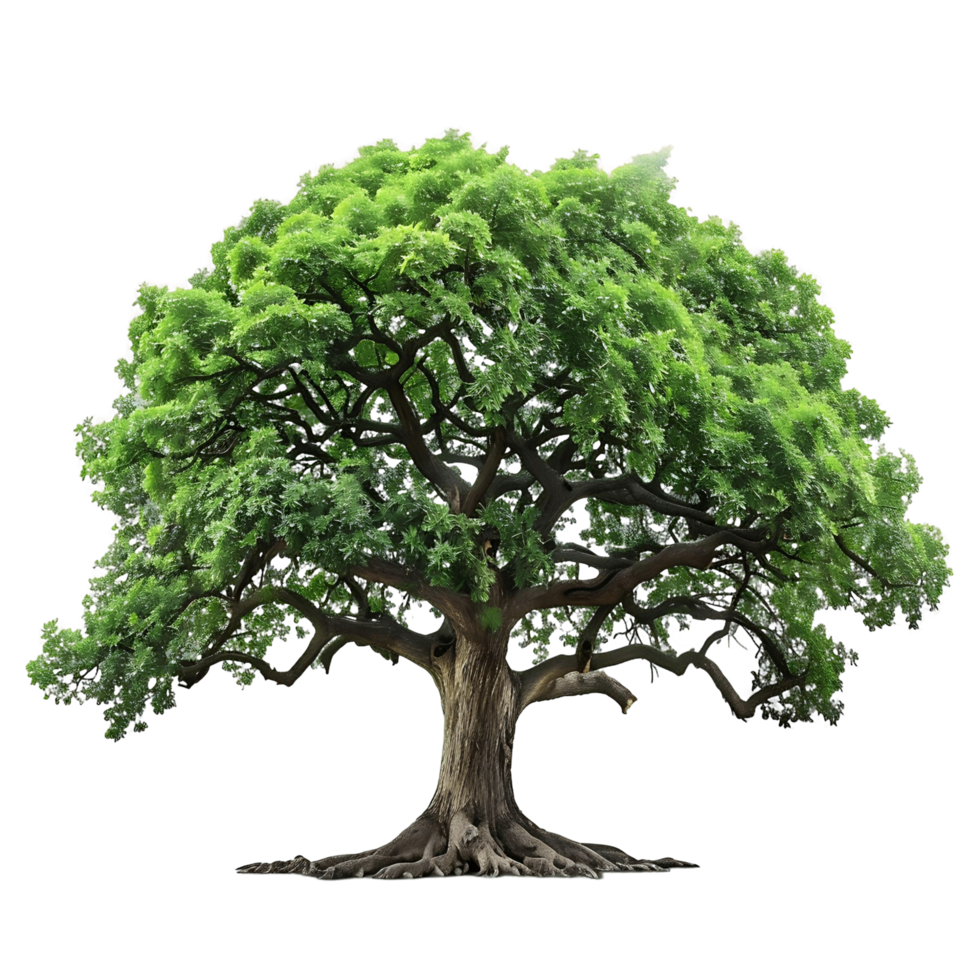 Transparent Background Green Old Big Tree png