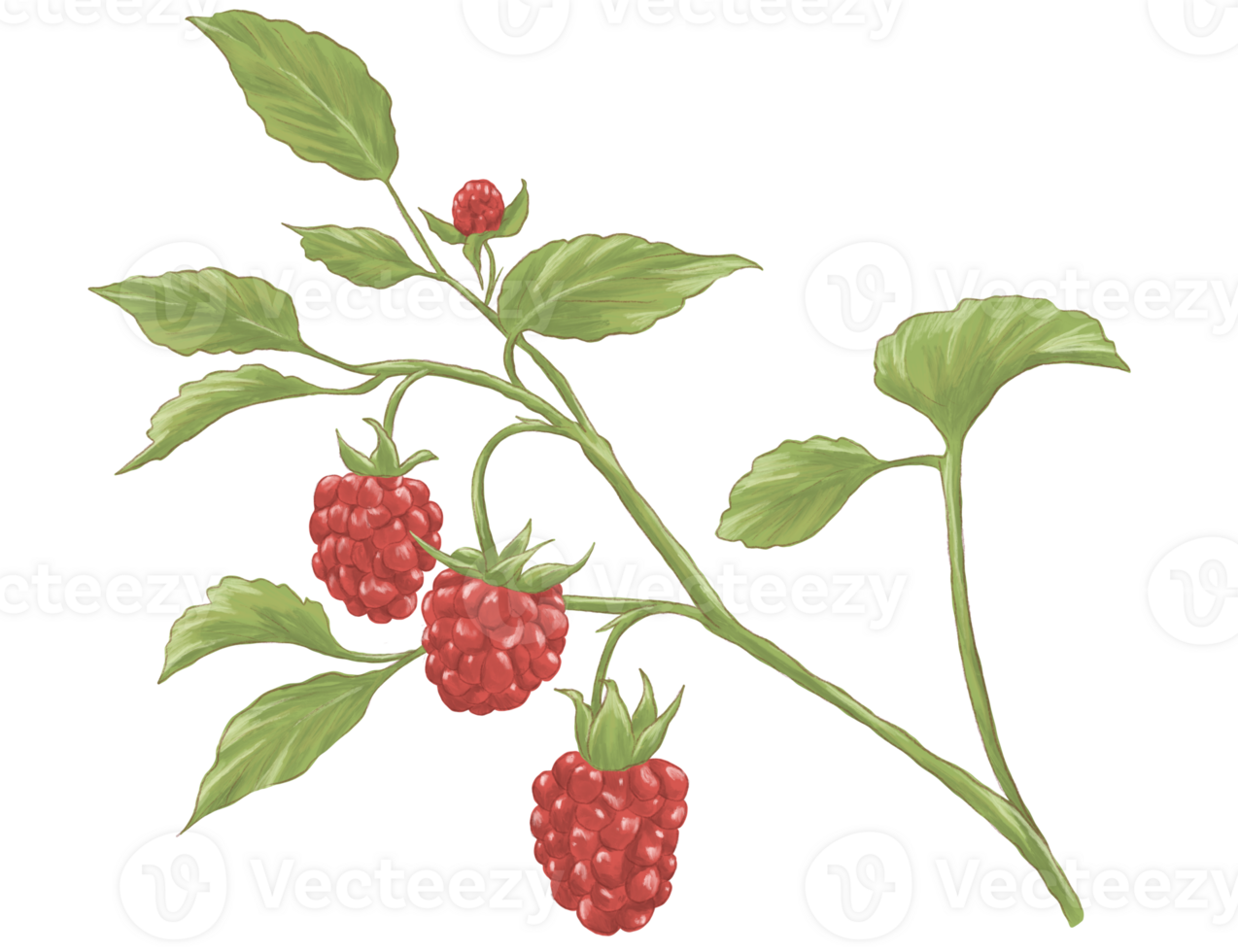 Rasberry plant botanical painting illustration png