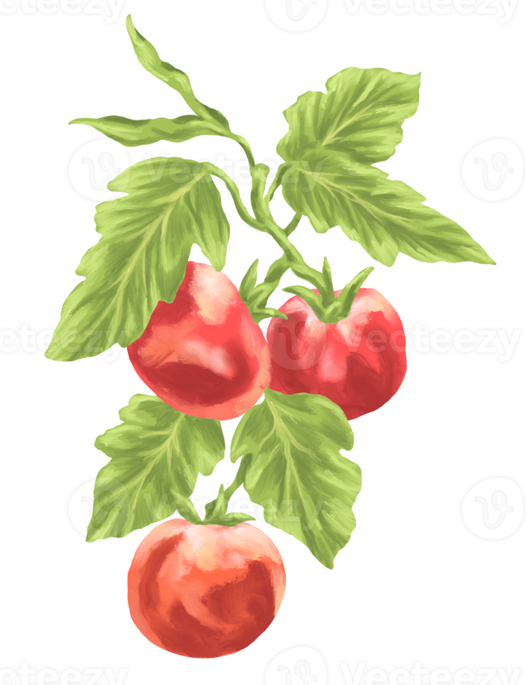 Tomato fruit botanical painting illustration png