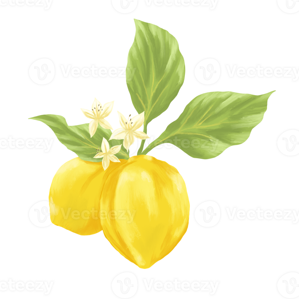 Lemon fruit and flower hand drawn painted illustration png