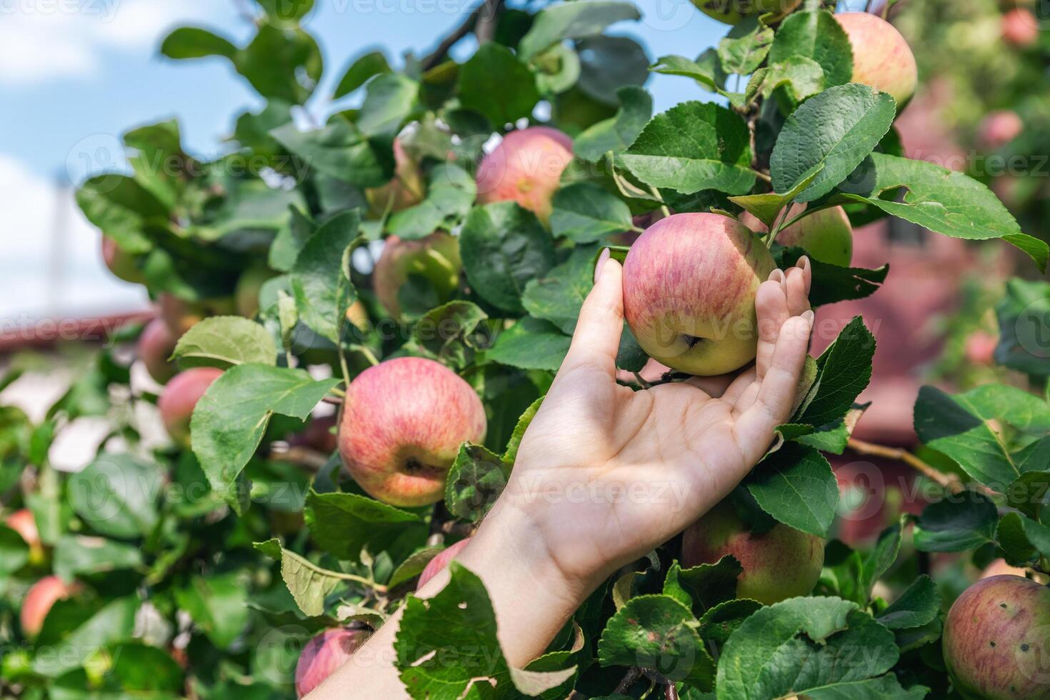 An organic orchard on a farm. Person reaching for an apple on a tree. The apples look ripe and ready to be picked, with a lovely red and green hue. The leaves and branches are lush and healthy. photo