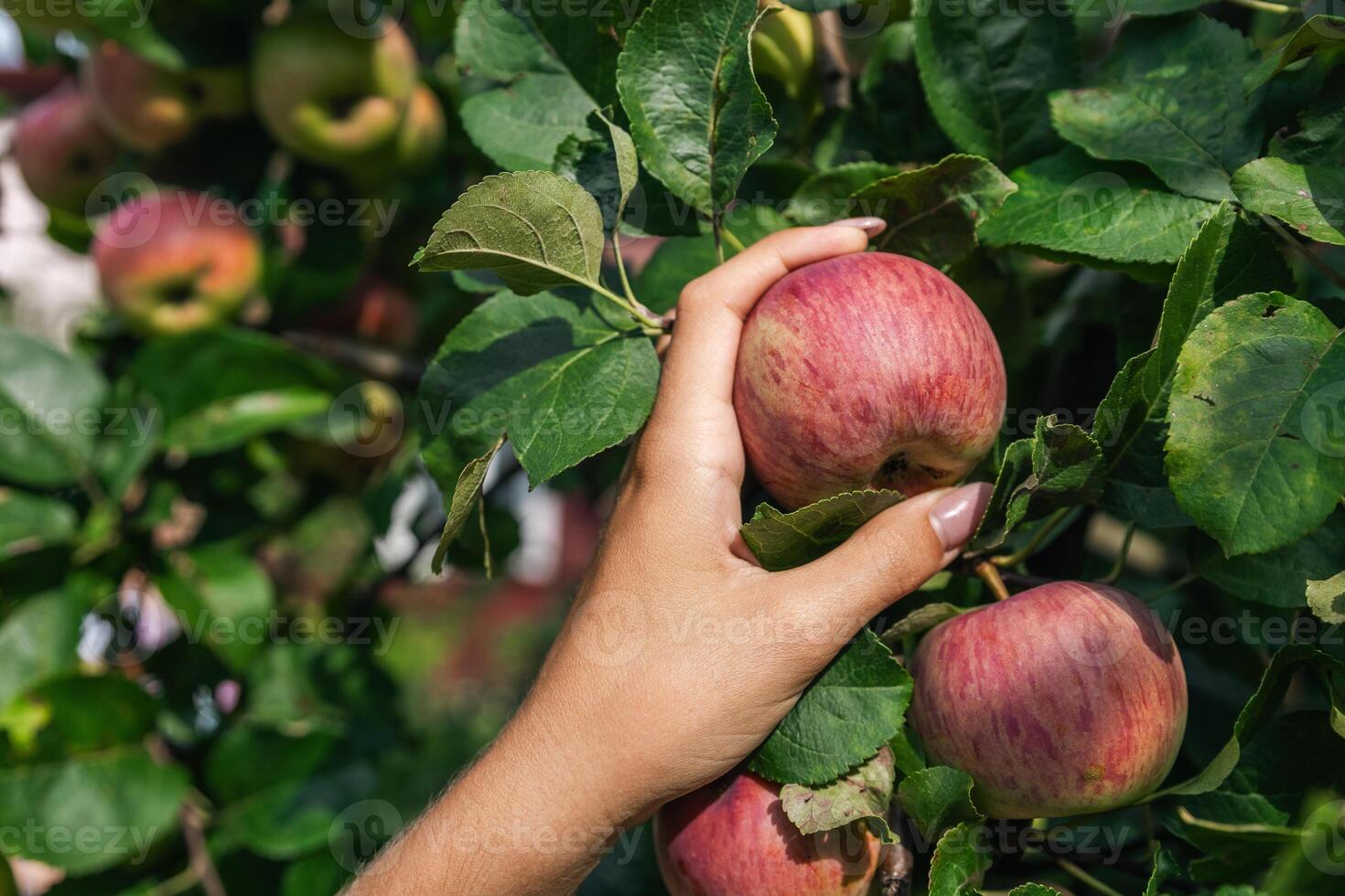 An organic orchard on a farm. Person reaching for an apple on a tree. The apples look ripe and ready to be picked, with a lovely red and green hue. The leaves and branches are lush and healthy. photo