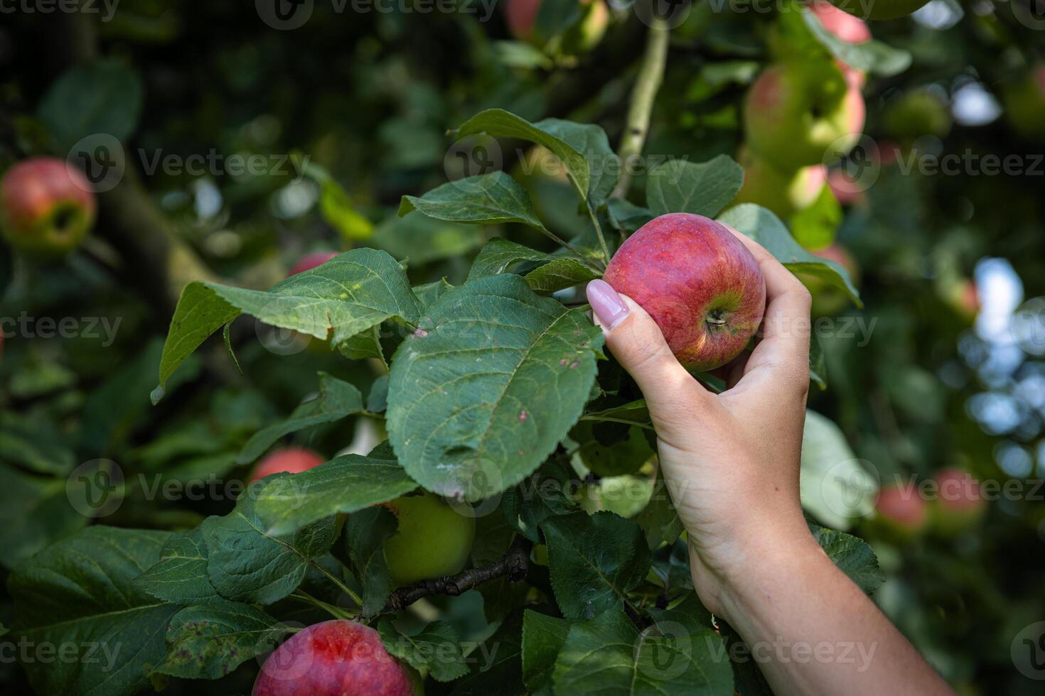 An organic orchard on a farm. Person reaching for an apple on a tree. The apples look ripe and ready to be picked, with a lovely red and green hue. The leaves and branches are lush and healthy. photo