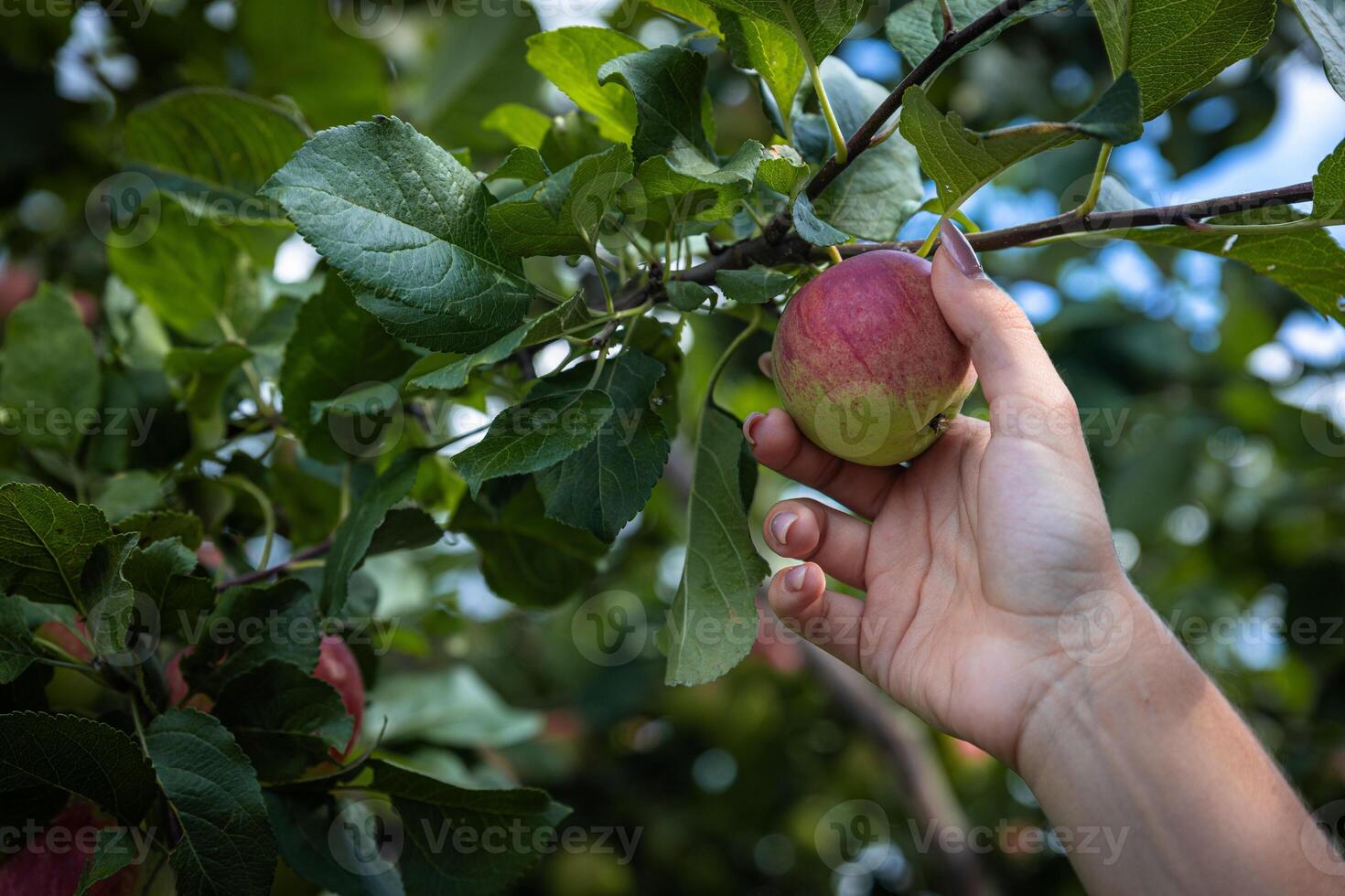 An organic orchard on a farm. Person reaching for an apple on a tree. The apples look ripe and ready to be picked, with a lovely red and green hue. The leaves and branches are lush and healthy. photo