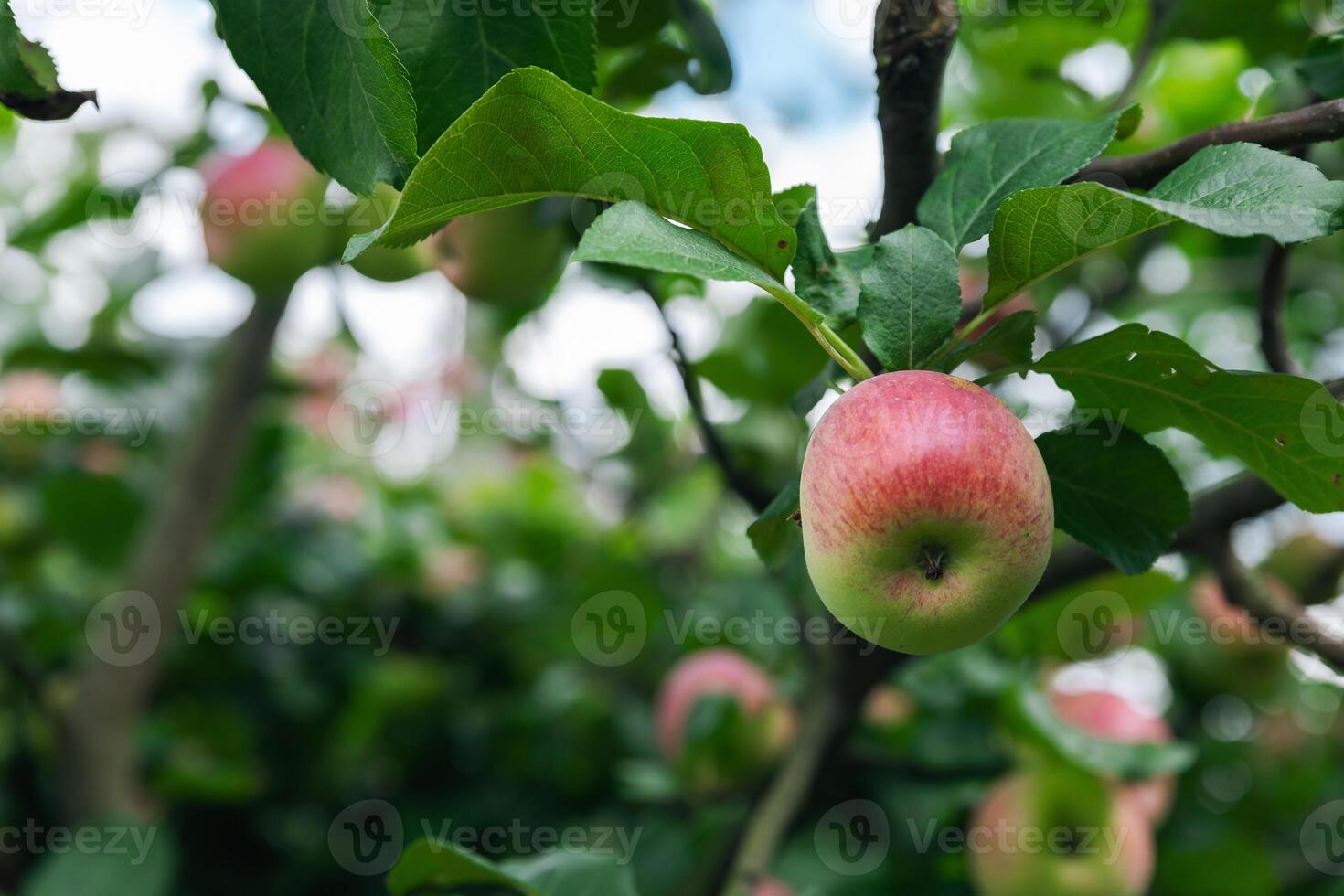 Close-up of a cluster of apples hanging from a tree branch. The apples are a mix of red and green, indicating they're ripening well. The surrounding leaves are vibrant. photo