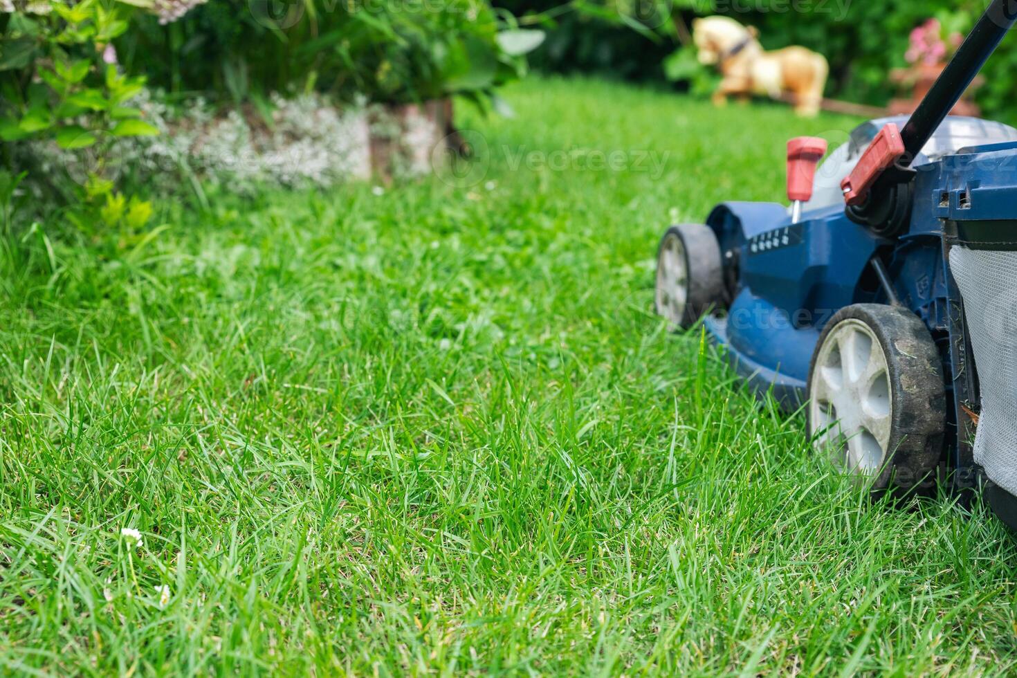 Lawn mower on a grassy lawn. Push mower with a grass collection bag attached to the back. Grass to a consistent height, providing a neat and uniform lawn appearance. photo