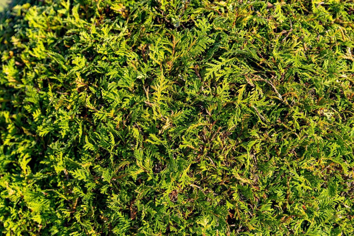 Close-up of a coniferous bush. The needles are a vibrant shade of green, with some hinting at a slight yellow hue. They are densely packed, creating a textured and lush surface. photo
