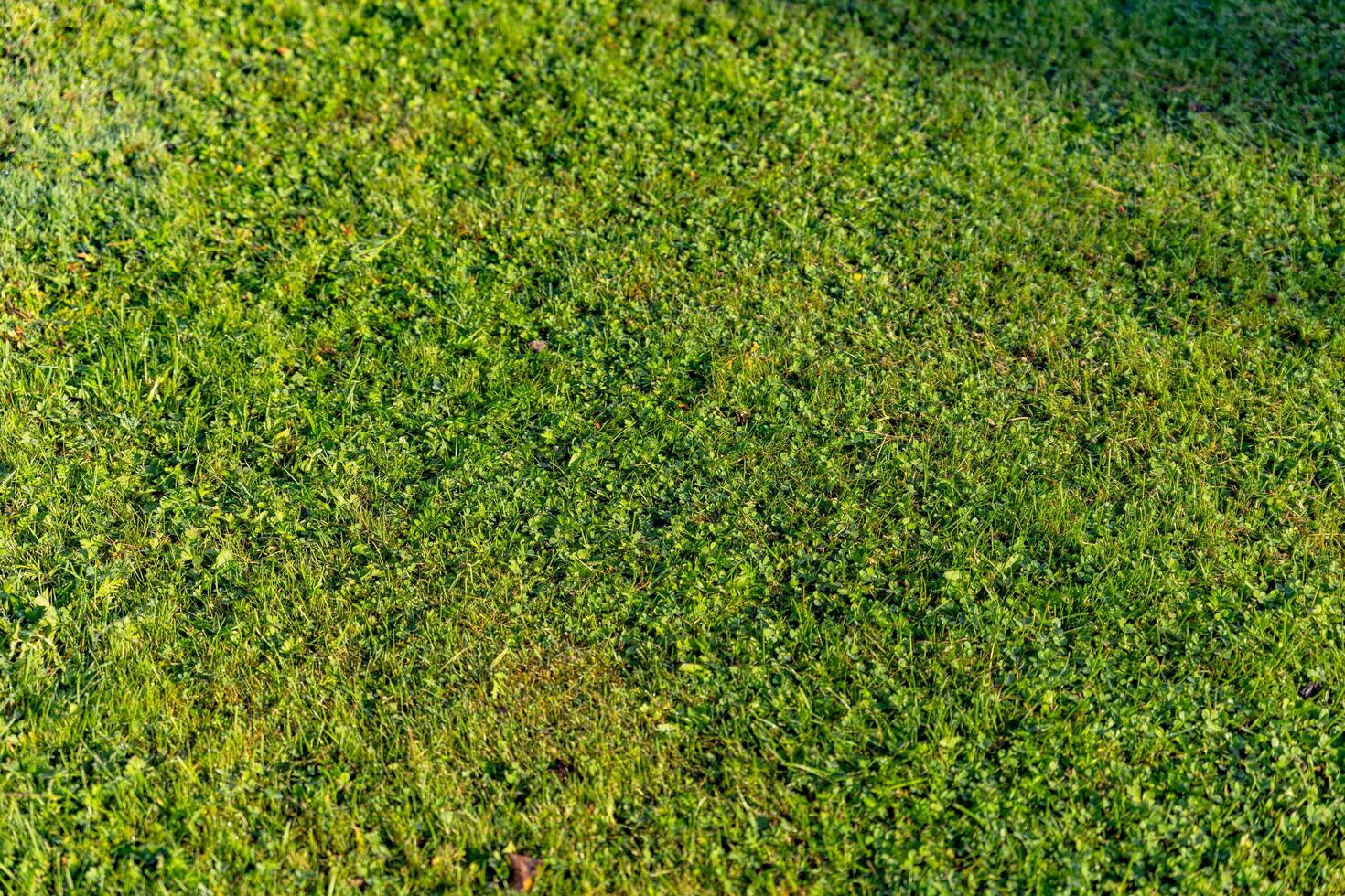 Green grass texture. Field of green grass, a lawn in spring. Background of color grass. Closeup of a freshly mowed lawn, park. Sports turf surface. Backdrop of pasture close up. Nature Wallpaper. photo