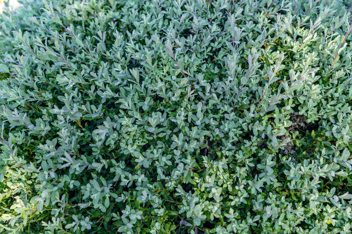 Close-up shot of a lush, green bush. The leaves are small and tightly packed, creating a smooth, velvety texture. photo
