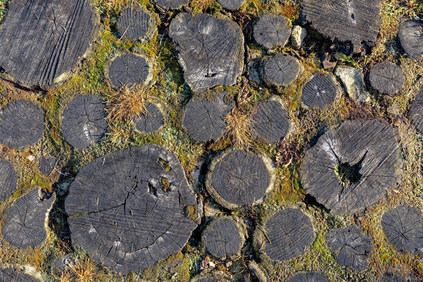 Close-up of a rustic pathway made of tree trunk slices, known as stepping stones . The slices are arranged in a natural, uneven pattern, adding a touch of rustic charm to the path. photo