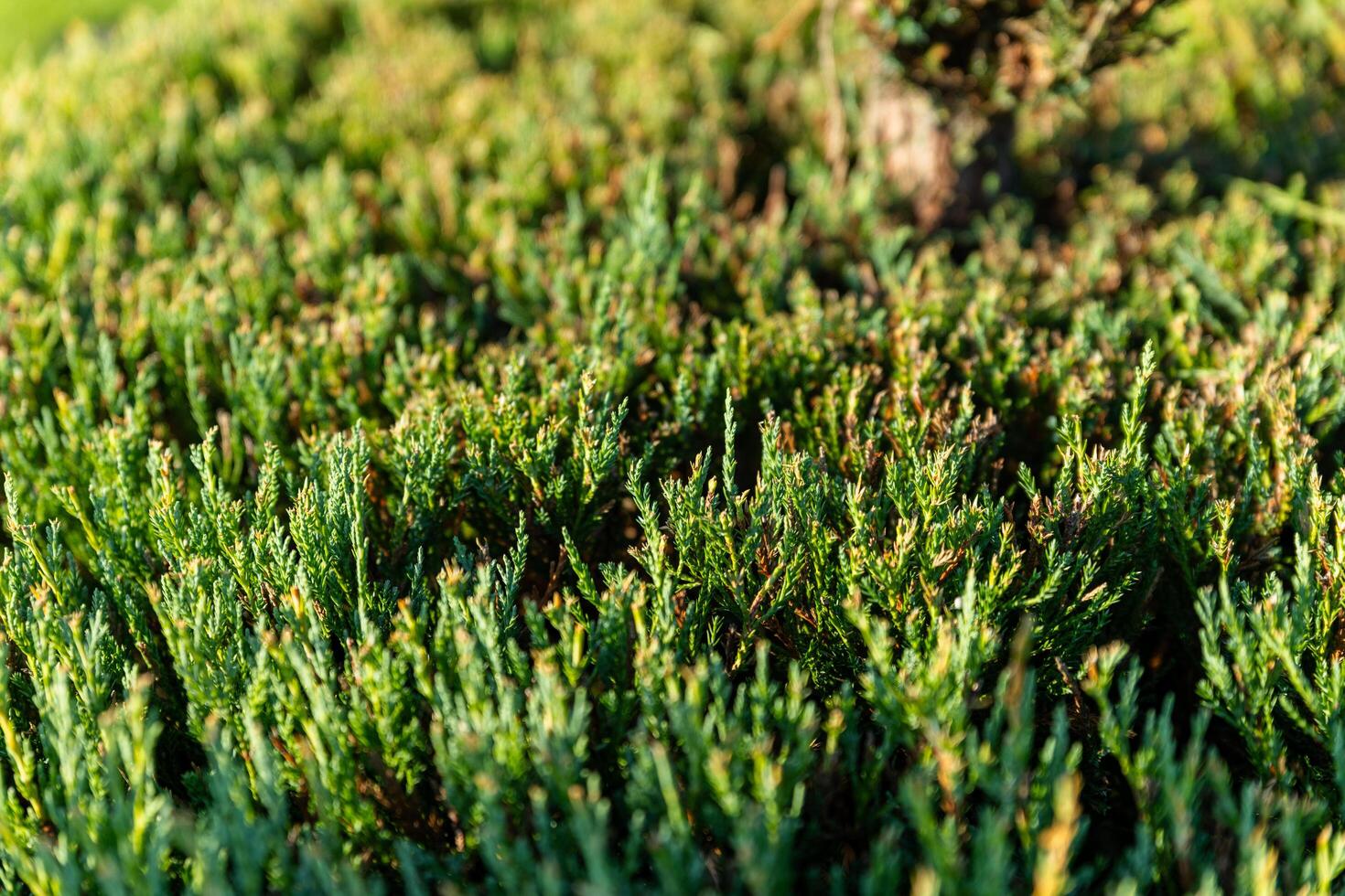 Close-up shot of a dense, green juniper bush. The focus is on the intricate details of the foliage, with the tiny, prickly needles creating a textured and vibrant surface. Landscape design. photo
