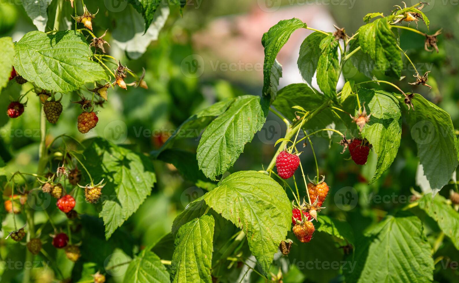 Raspberry bush. Nature background. Summer. Raspberry berries. Organic product. Prevention of viral disease. Vitamins. Diet. Healthy eating. photo