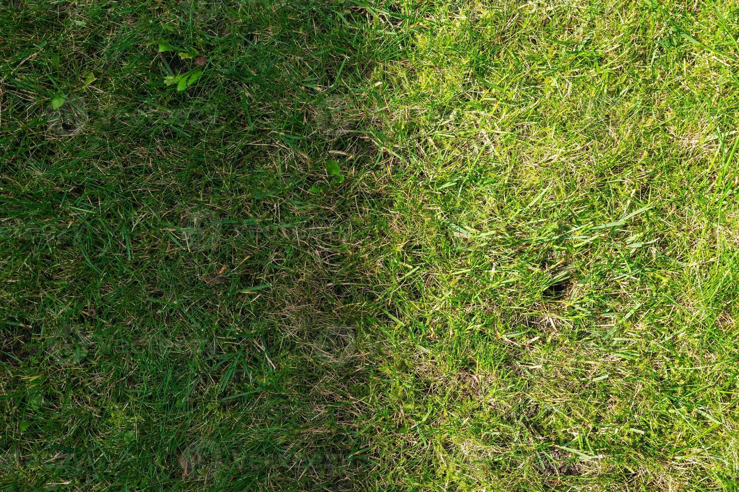 Green grass texture background for sports fields such as golf clubs or landscaping. Green grass background photo