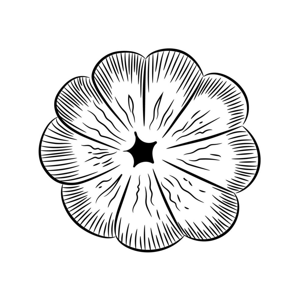 Pumpkin outline on white background. illustration clipart. Hand-drawn sketch. vector