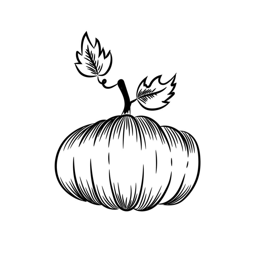 Pumpkin outline on white background. Hand-drawn sketch. Illustration clipart. vector