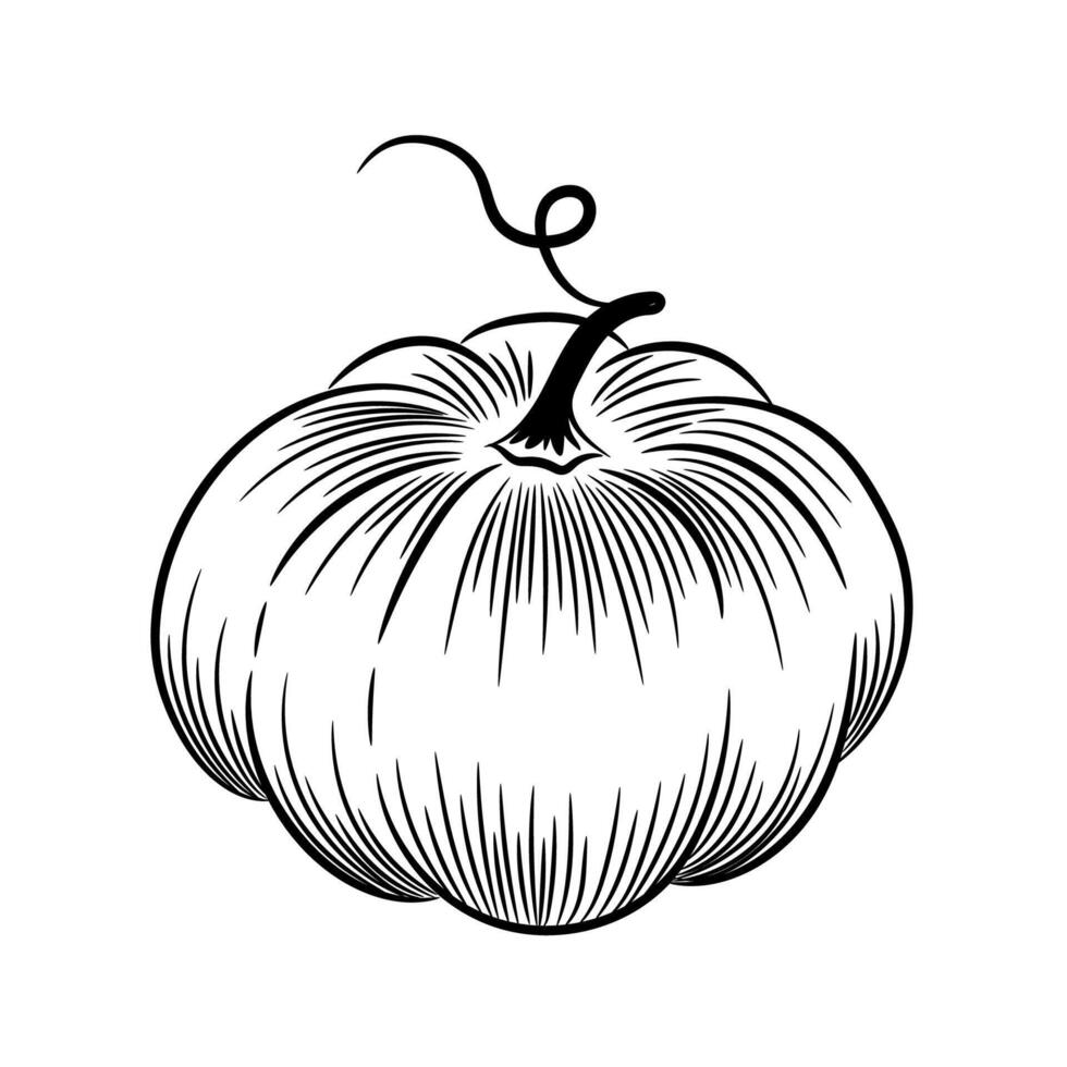 Pumpkin outline on white background. Hand-drawn sketch. vector