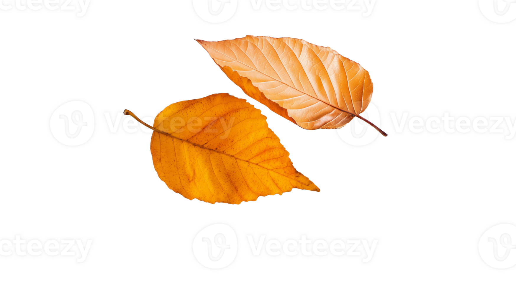 Single golden brown leaf isolated on a transparent background. png