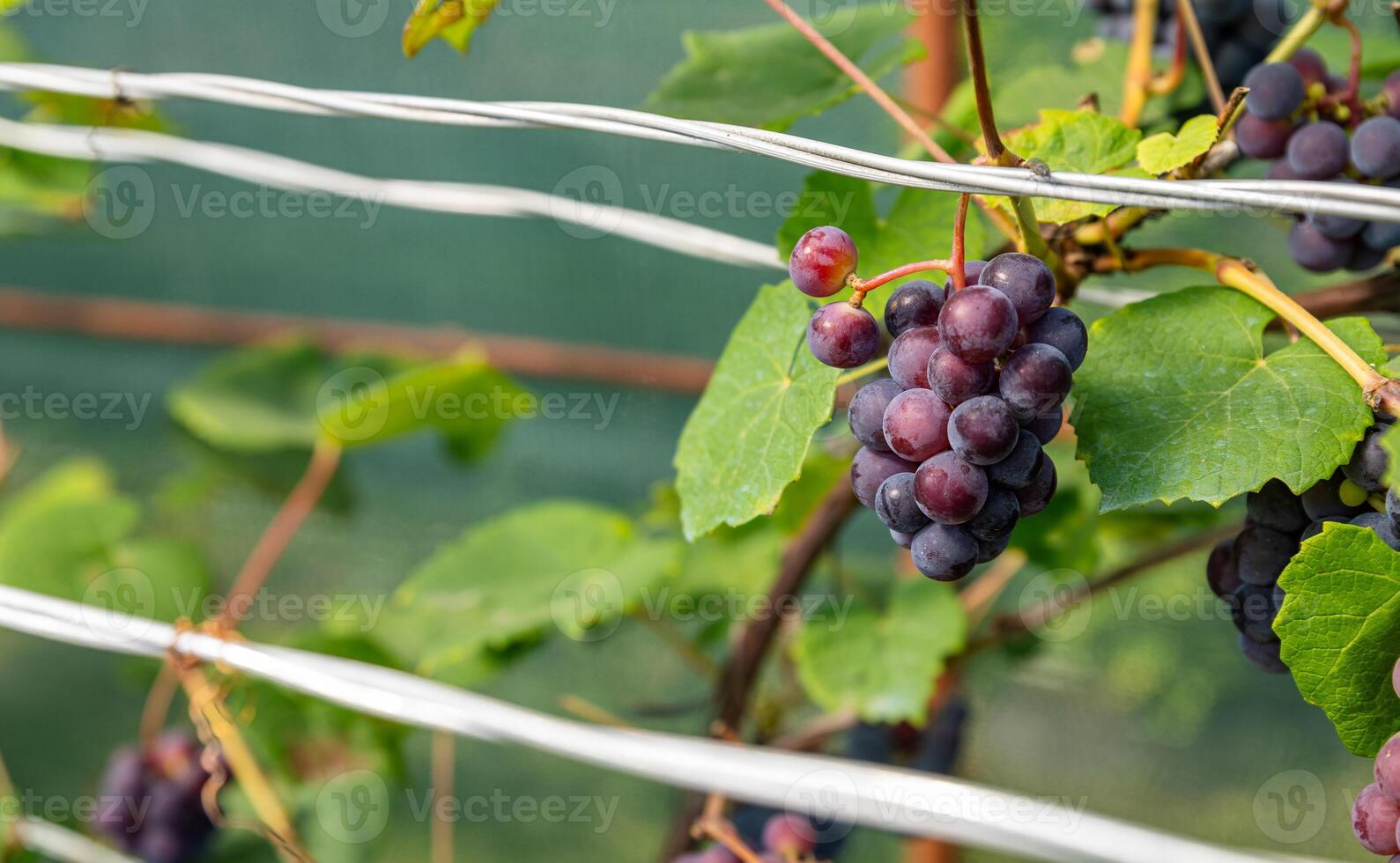 Ripe Purple Grapes in Lush Vineyard Ready for Harvest. Scenic vineyard landscape with rows of grapevines heavy with clusters of ripe, deep purple grapes. photo