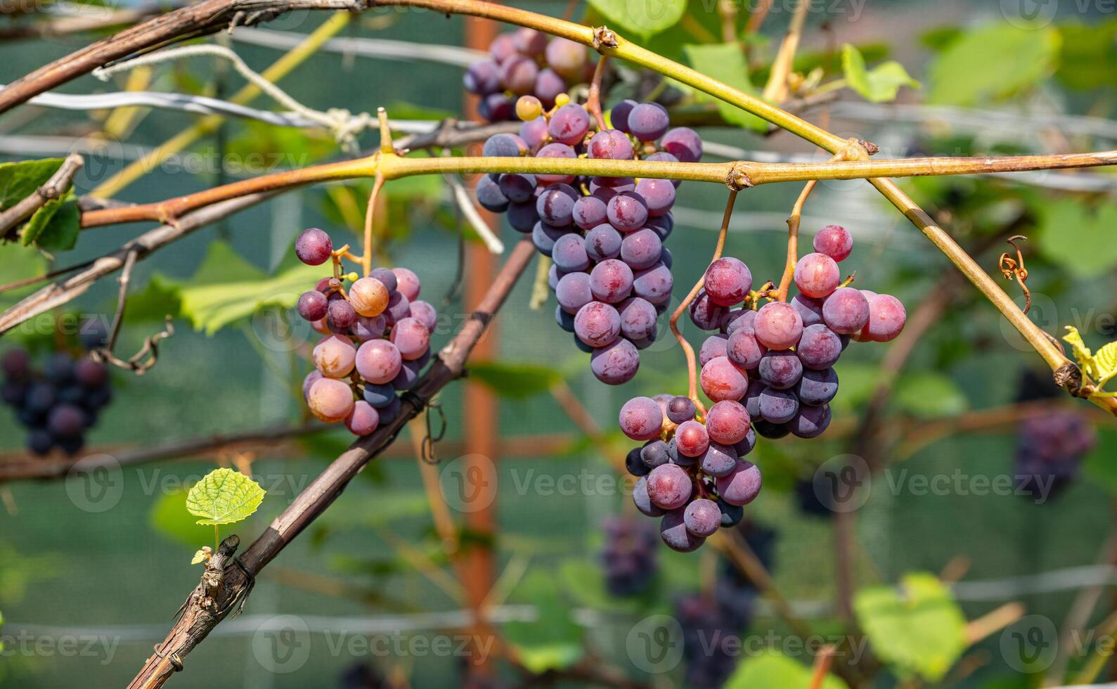 Ripe Purple Grapes in Lush Vineyard Ready for Harvest. Scenic vineyard landscape with rows of grapevines heavy with clusters of ripe, deep purple grapes. photo