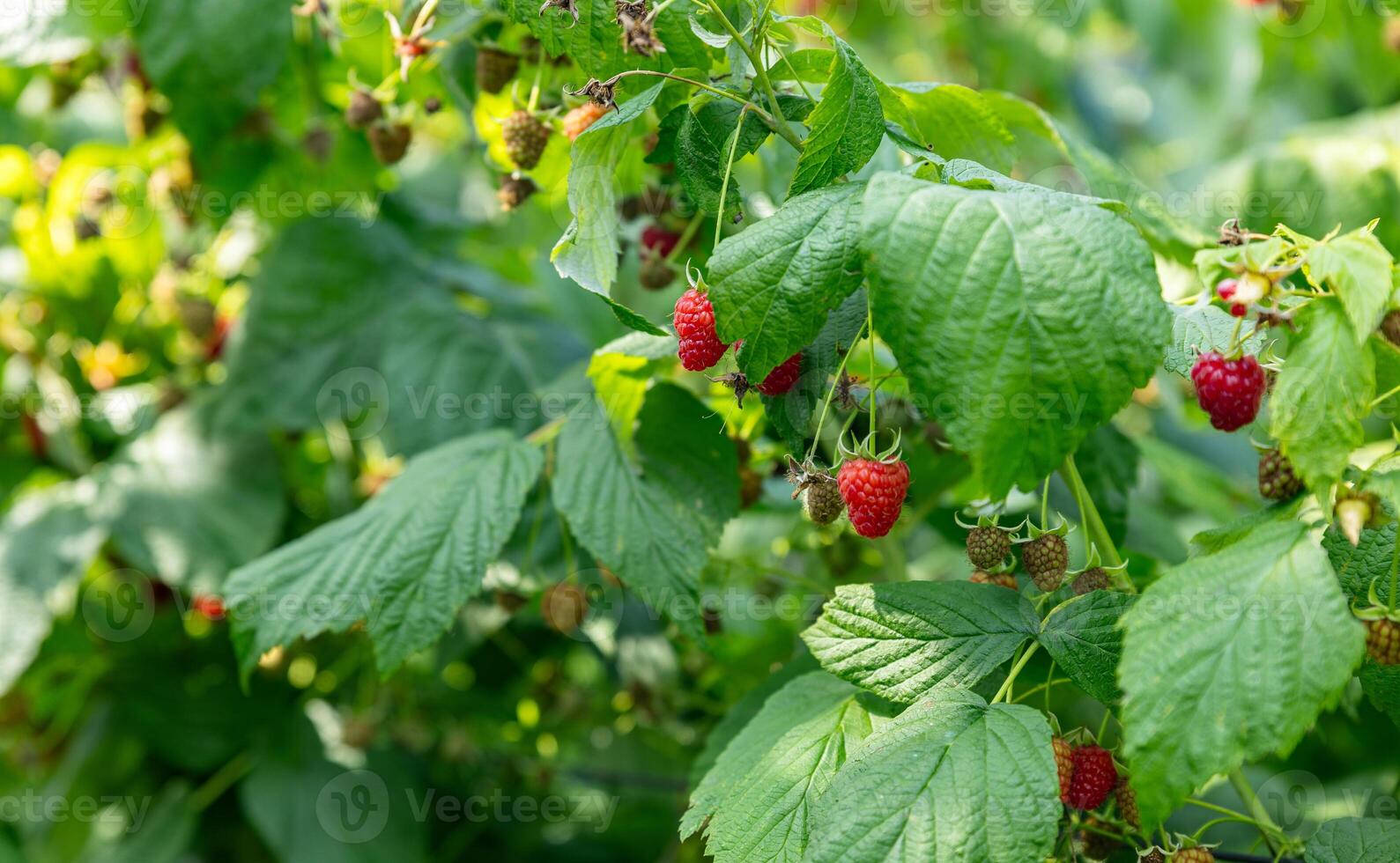 Raspberry bush. Nature background. Summer. Raspberry berries. Organic product. Prevention of viral disease. Vitamins. Diet. Healthy eating. photo