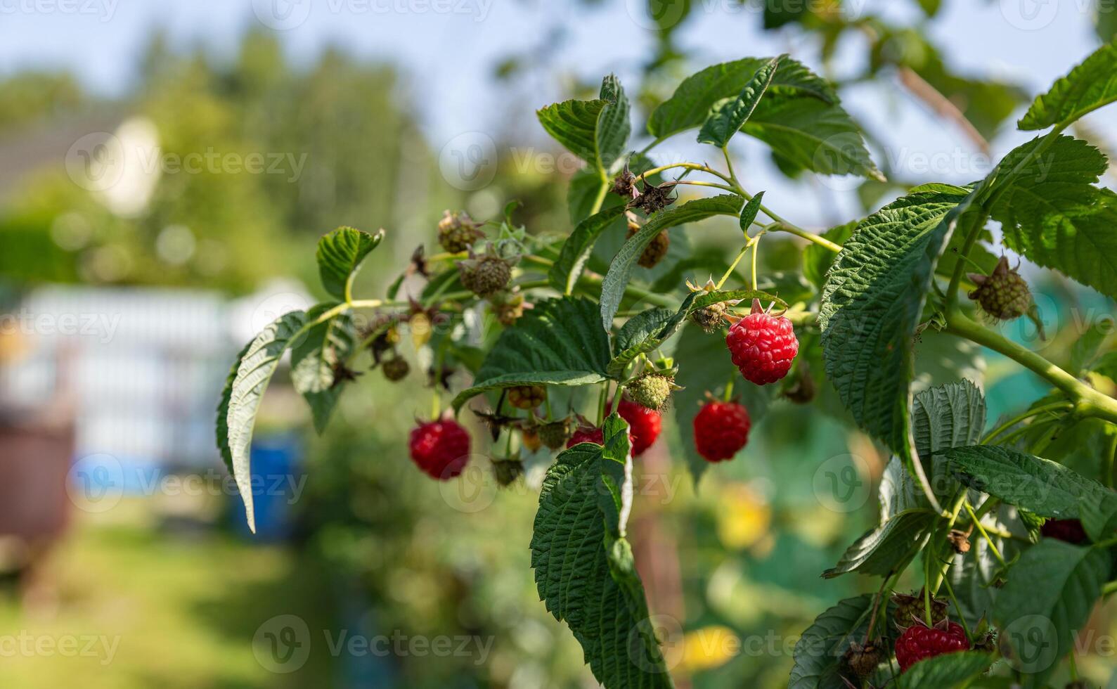Raspberry bush. Nature background. Summer. Raspberry berries. Organic product. Prevention of viral disease. Vitamins. Diet. Healthy eating. photo