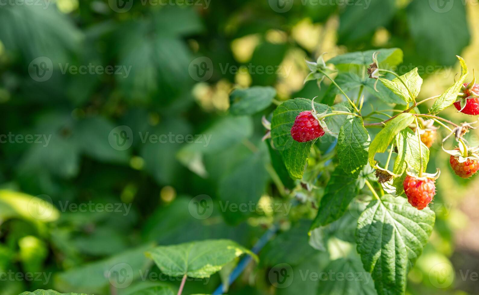 Raspberry bush. Nature background. Summer. Raspberry berries. Organic product. Prevention of viral disease. Vitamins. Diet. Healthy eating. photo