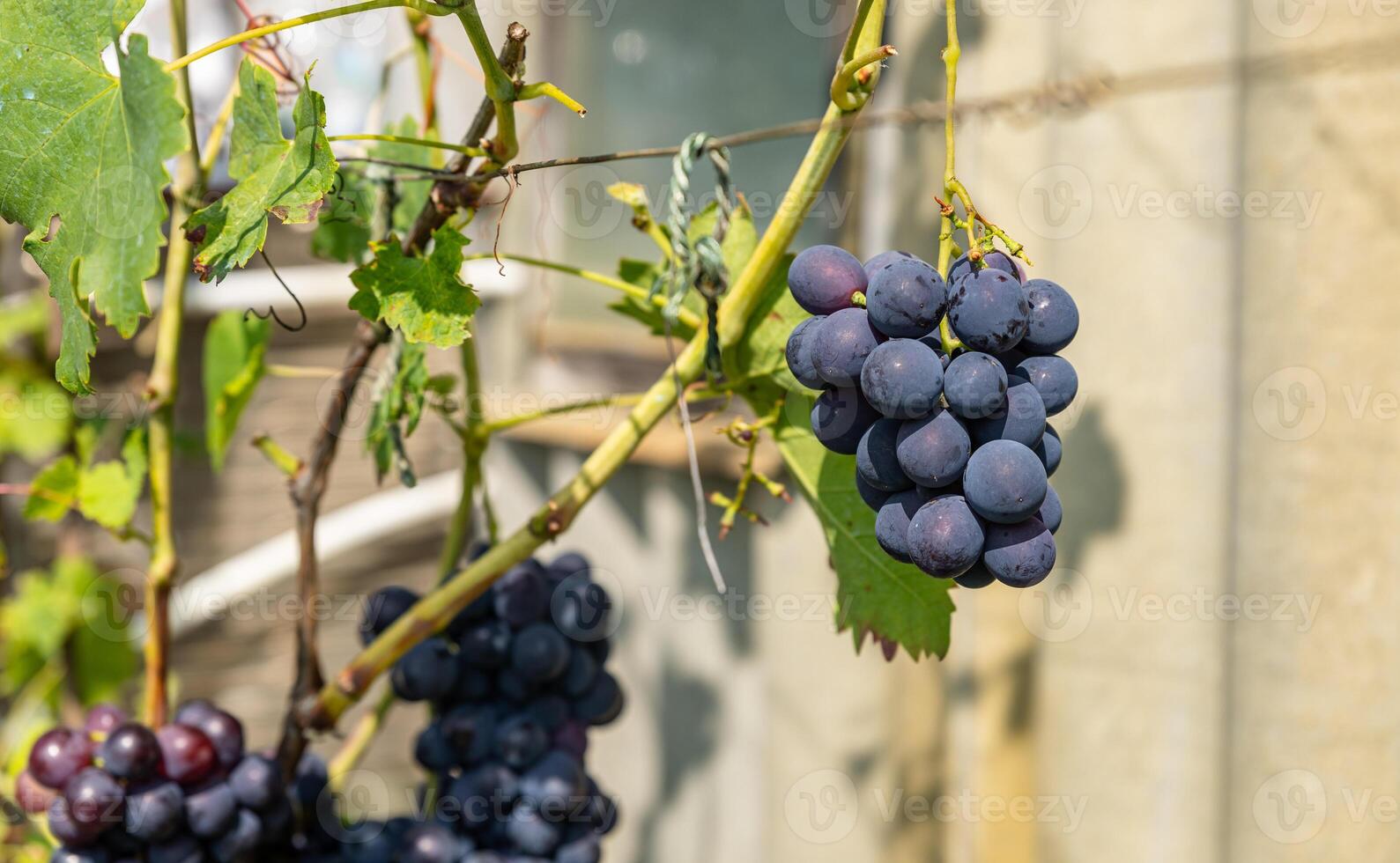 Ripe Purple Grapes in Lush Vineyard Ready for Harvest. Scenic vineyard landscape with rows of grapevines heavy with clusters of ripe, deep purple grapes. photo
