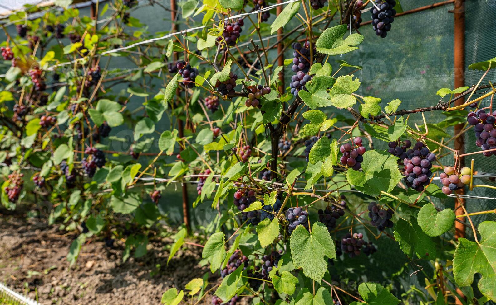 Ripe Purple Grapes in Lush Vineyard Ready for Harvest. Scenic vineyard landscape with rows of grapevines heavy with clusters of ripe, deep purple grapes. photo