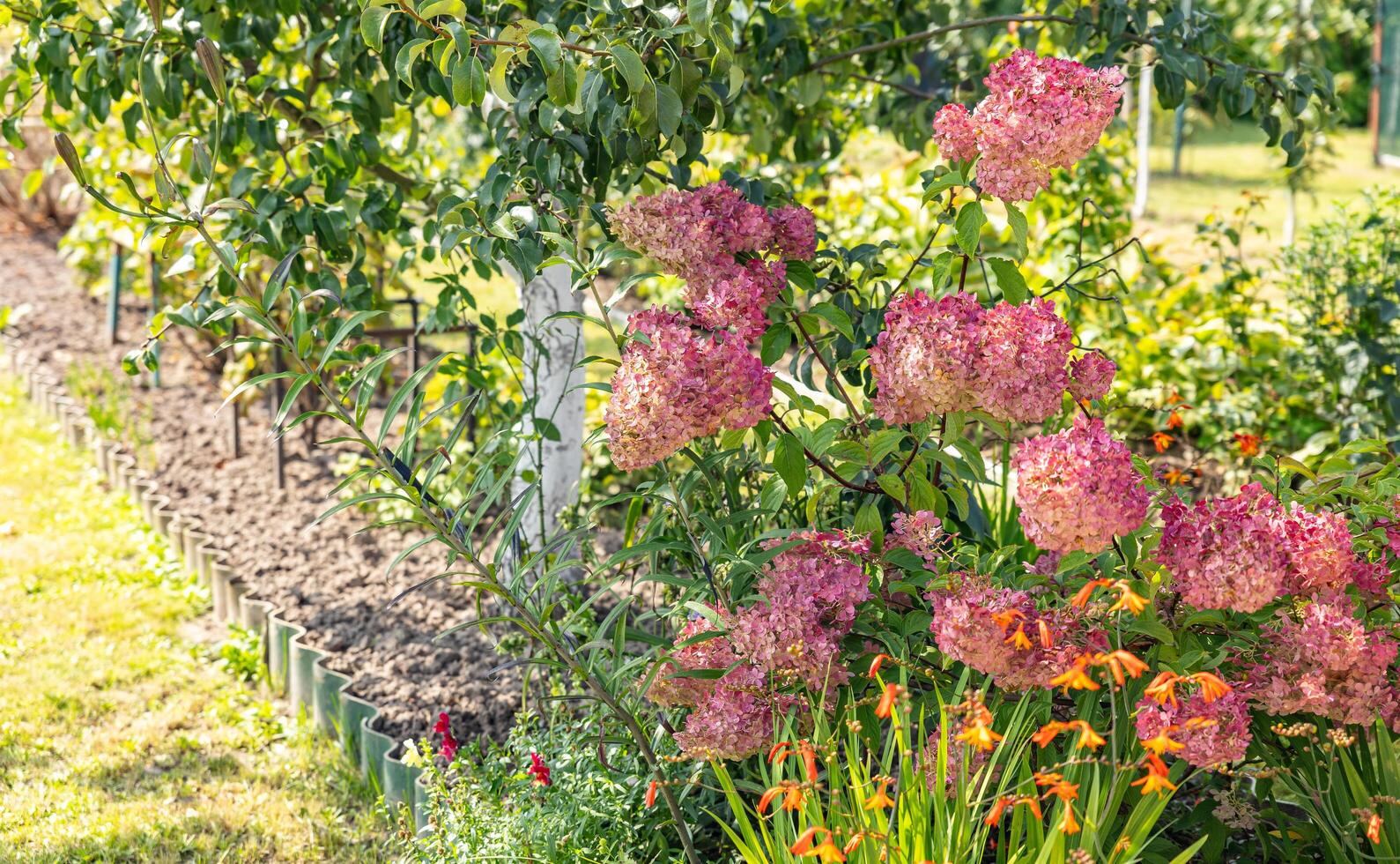 Beautiful garden scene. In the foreground, there is a row of vibrant orange flowers blooming, while the background is filled with a lush bush of pink hydrangeas. photo