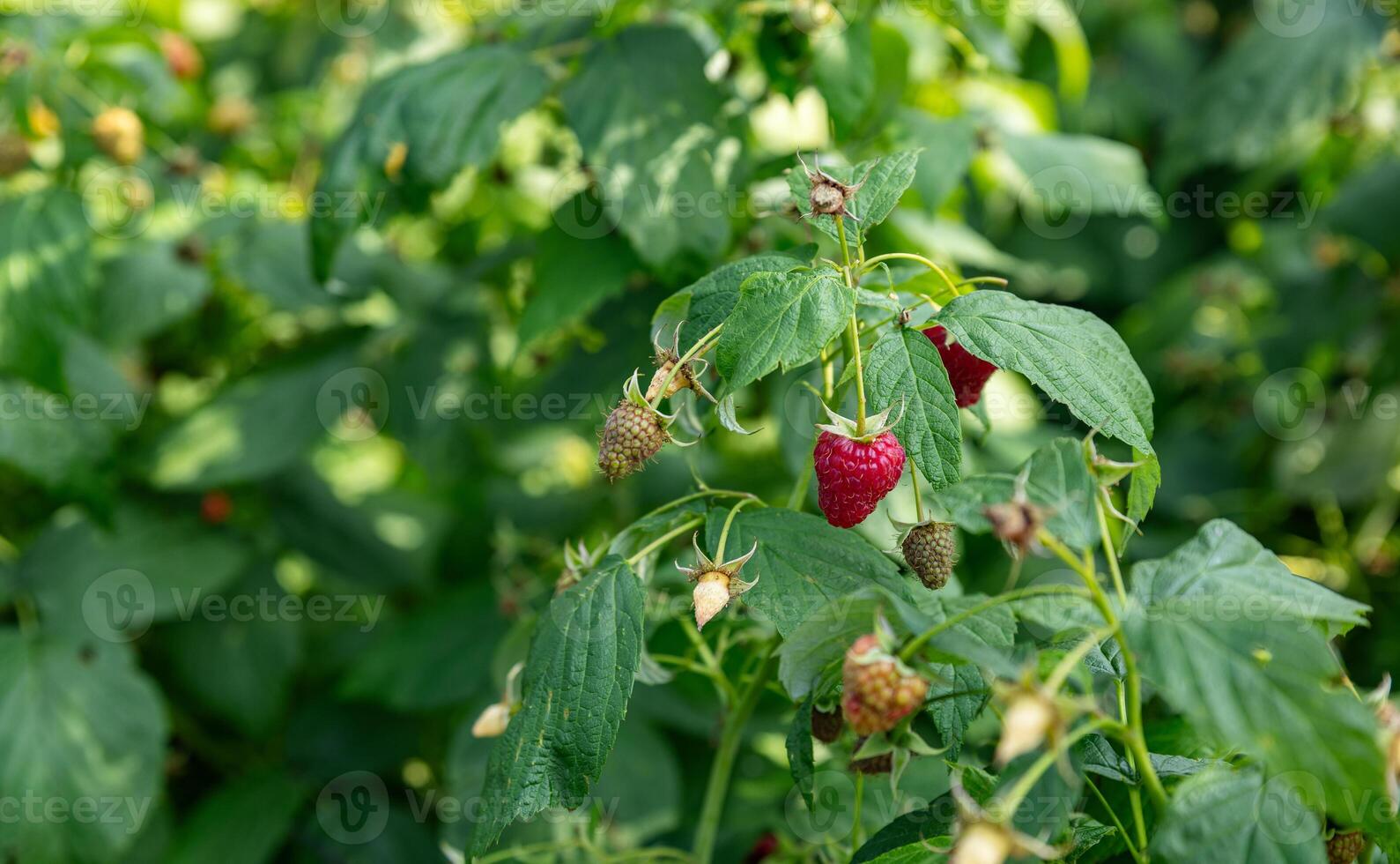 Raspberry bush. Nature background. Summer. Raspberry berries. Organic product. Prevention of viral disease. Vitamins. Diet. Healthy eating. photo