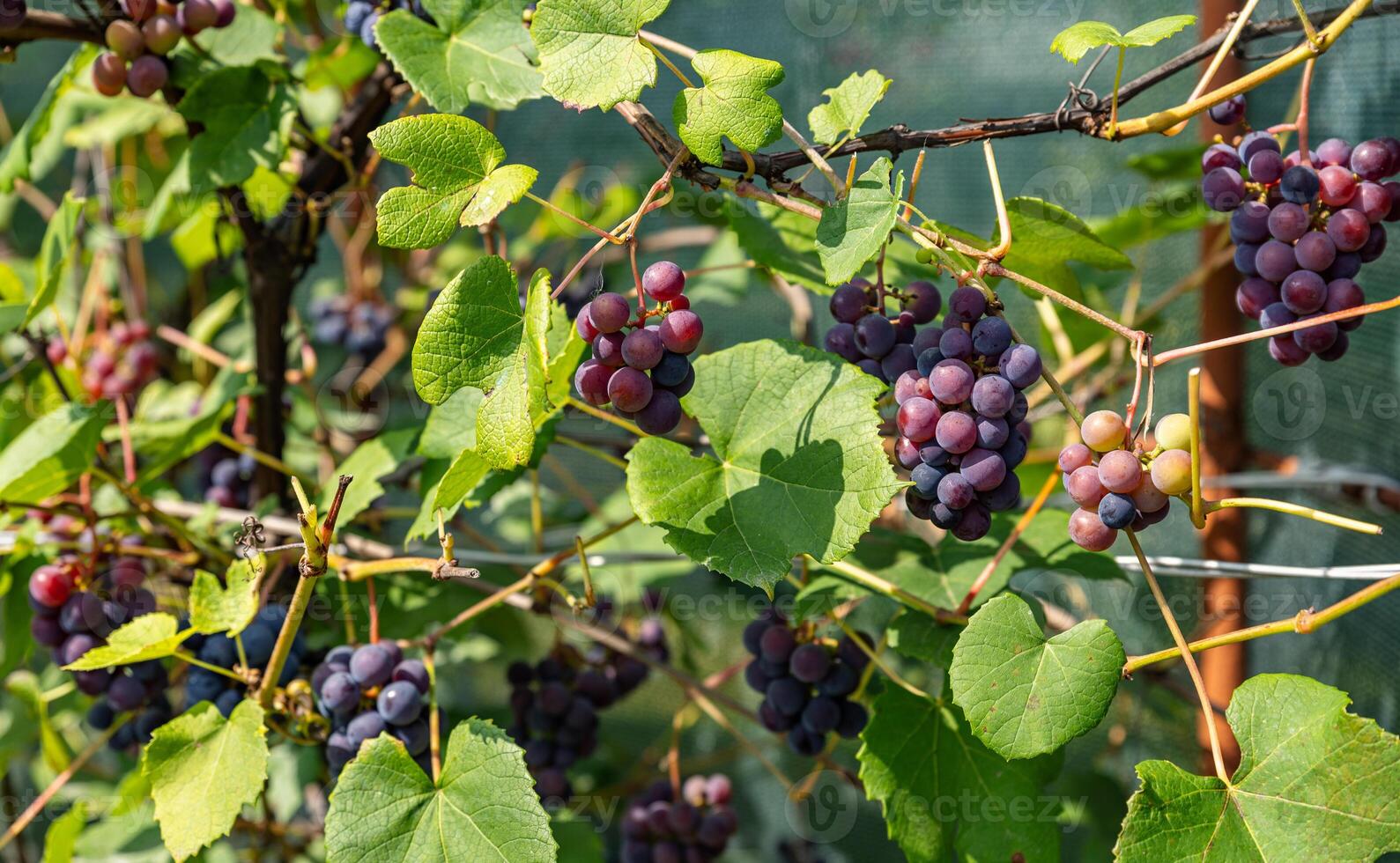 Ripe Purple Grapes in Lush Vineyard Ready for Harvest. Scenic vineyard landscape with rows of grapevines heavy with clusters of ripe, deep purple grapes. photo