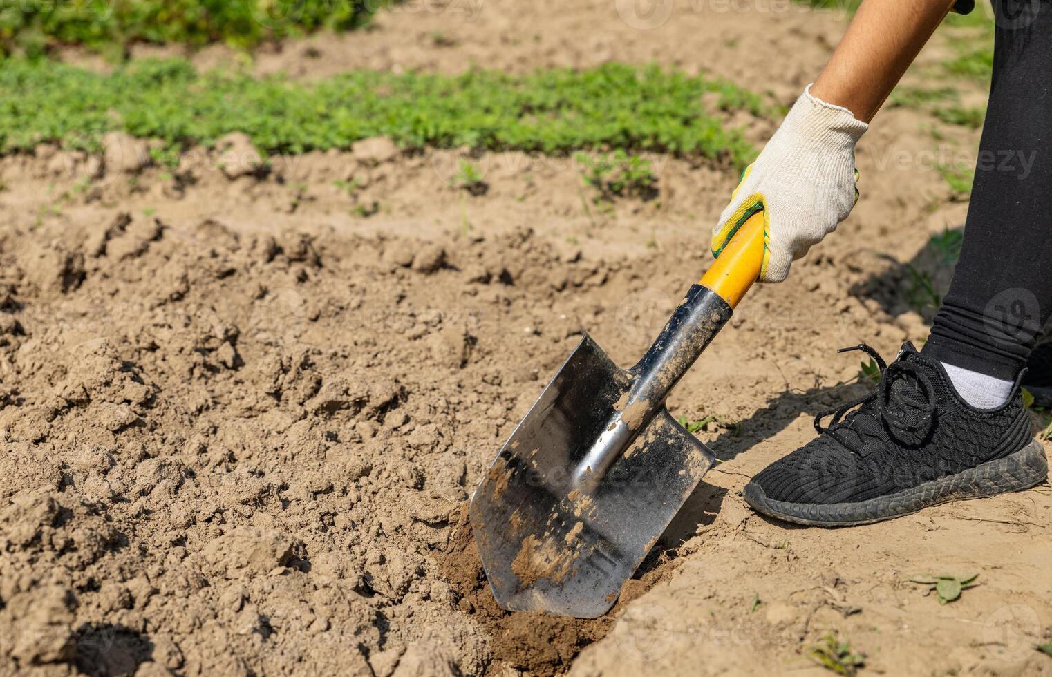 Shovel in the ground. Agriculture and soil cultivation. Digging the ground with a shovel. photo