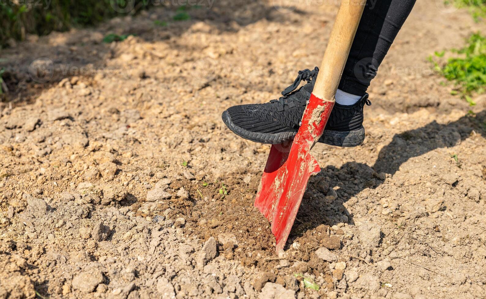 Worker digs soil with shovel in garden, agriculture concept. Boot on spade prepare for digging. Shovel's blade resting in freshly dug soil. The shovel is covered in dirt and the soil is loose. photo
