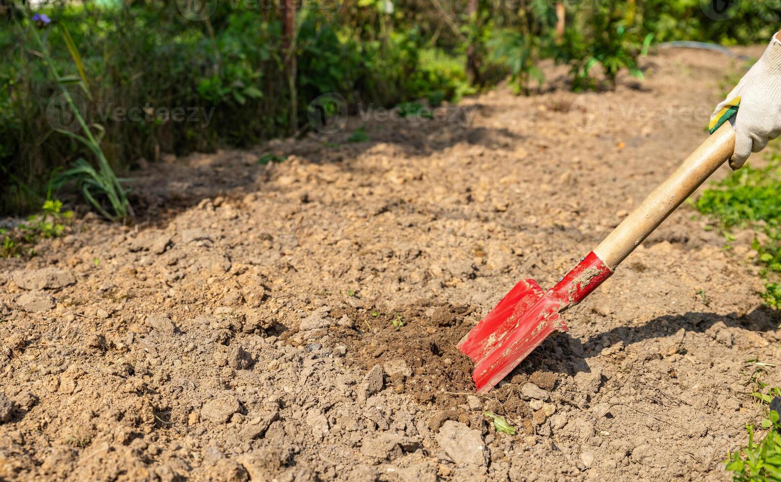 Worker digs soil with shovel in garden, agriculture concept. Boot on spade prepare for digging. Shovel's blade resting in freshly dug soil. The shovel is covered in dirt and the soil is loose. photo