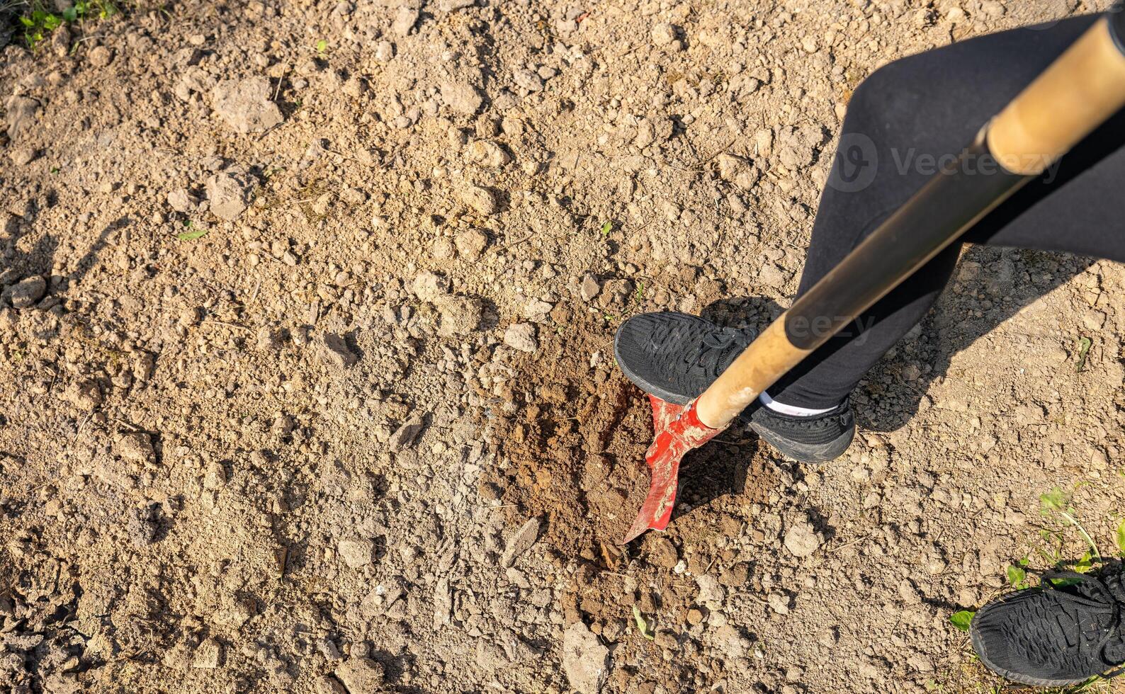Worker digs soil with shovel in garden, agriculture concept. Boot on spade prepare for digging. Shovel's blade resting in freshly dug soil. The shovel is covered in dirt and the soil is loose. photo