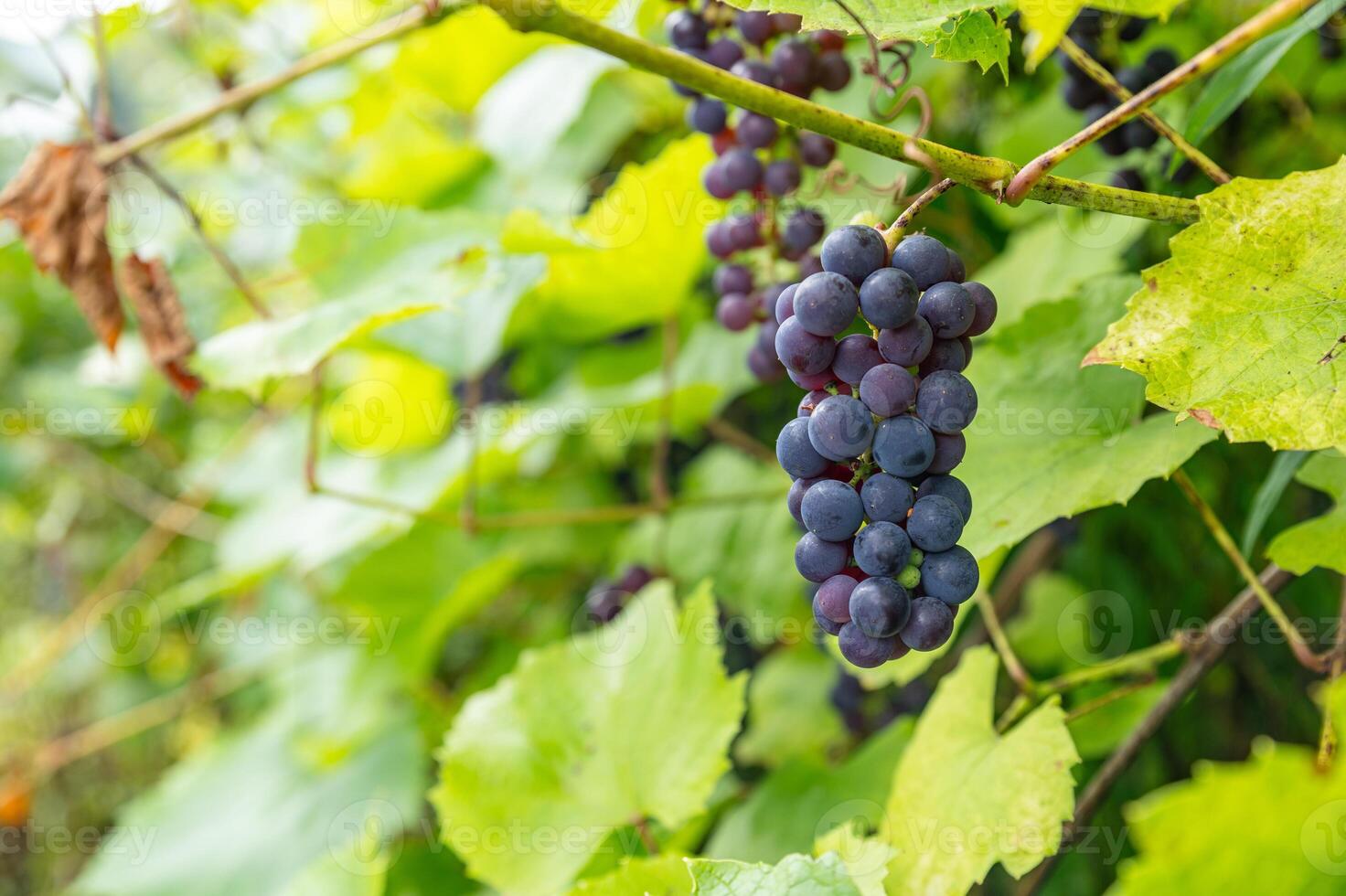 Close up of ripe purple grapes hanging on the vine in a vineyard at sunset, ready for harvest. The warm light of the setting sun illuminates the grapes, creating a beautiful and inviting scene photo