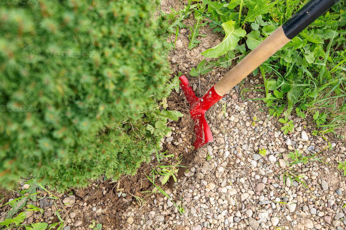 Transplanting a spruce on a plot. Digging the ground with a shovel close-up. Digging a garden tree out of the ground. Landscape design photo