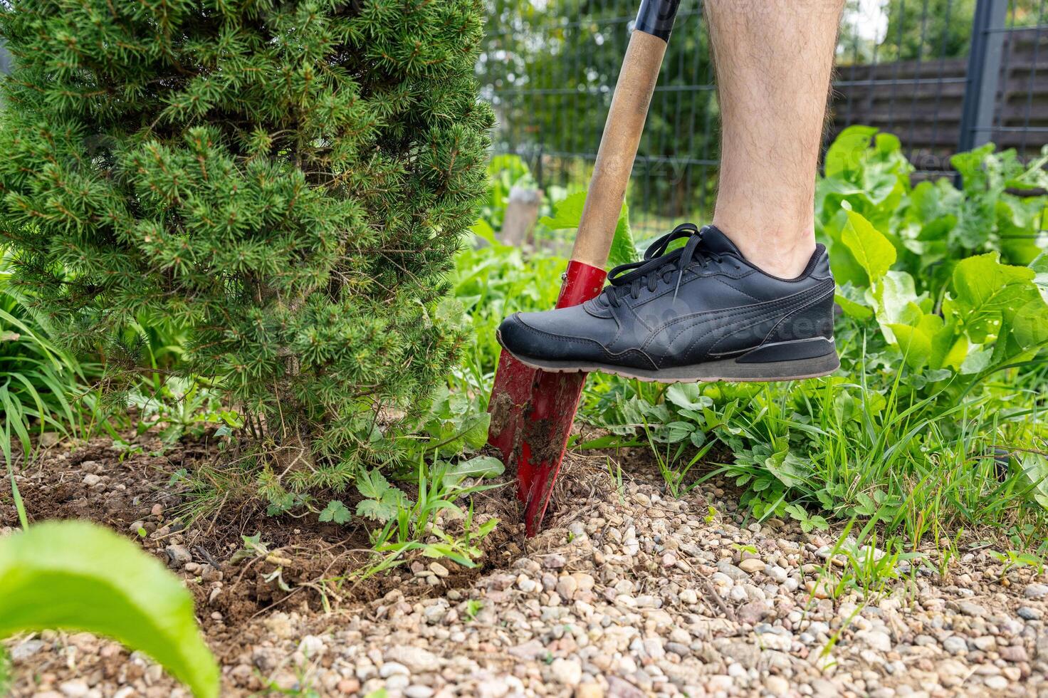 Transplanting a spruce on a plot. Digging the ground with a shovel close-up. Digging a garden tree out of the ground. Landscape design photo