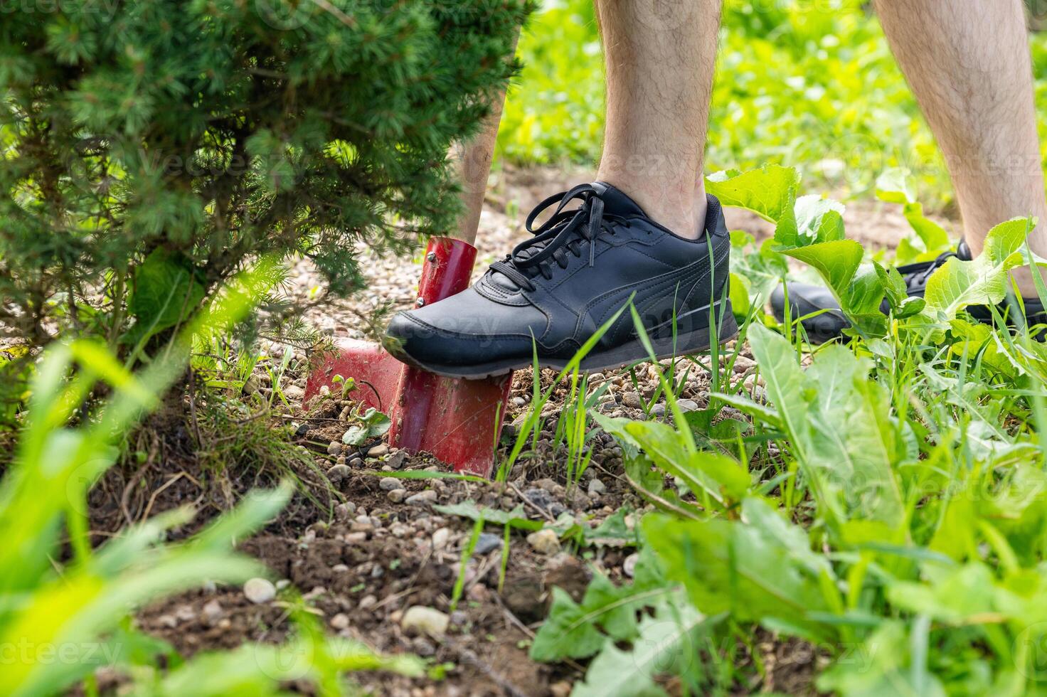 Transplanting a spruce on a plot. Digging the ground with a shovel close-up. Digging a garden tree out of the ground. Landscape design photo
